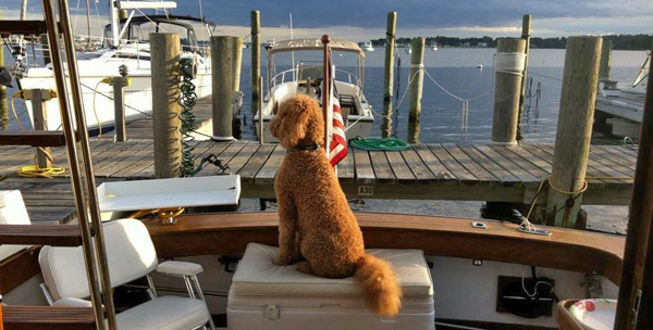 Furry Doggie Customer at Mystic Shipyard